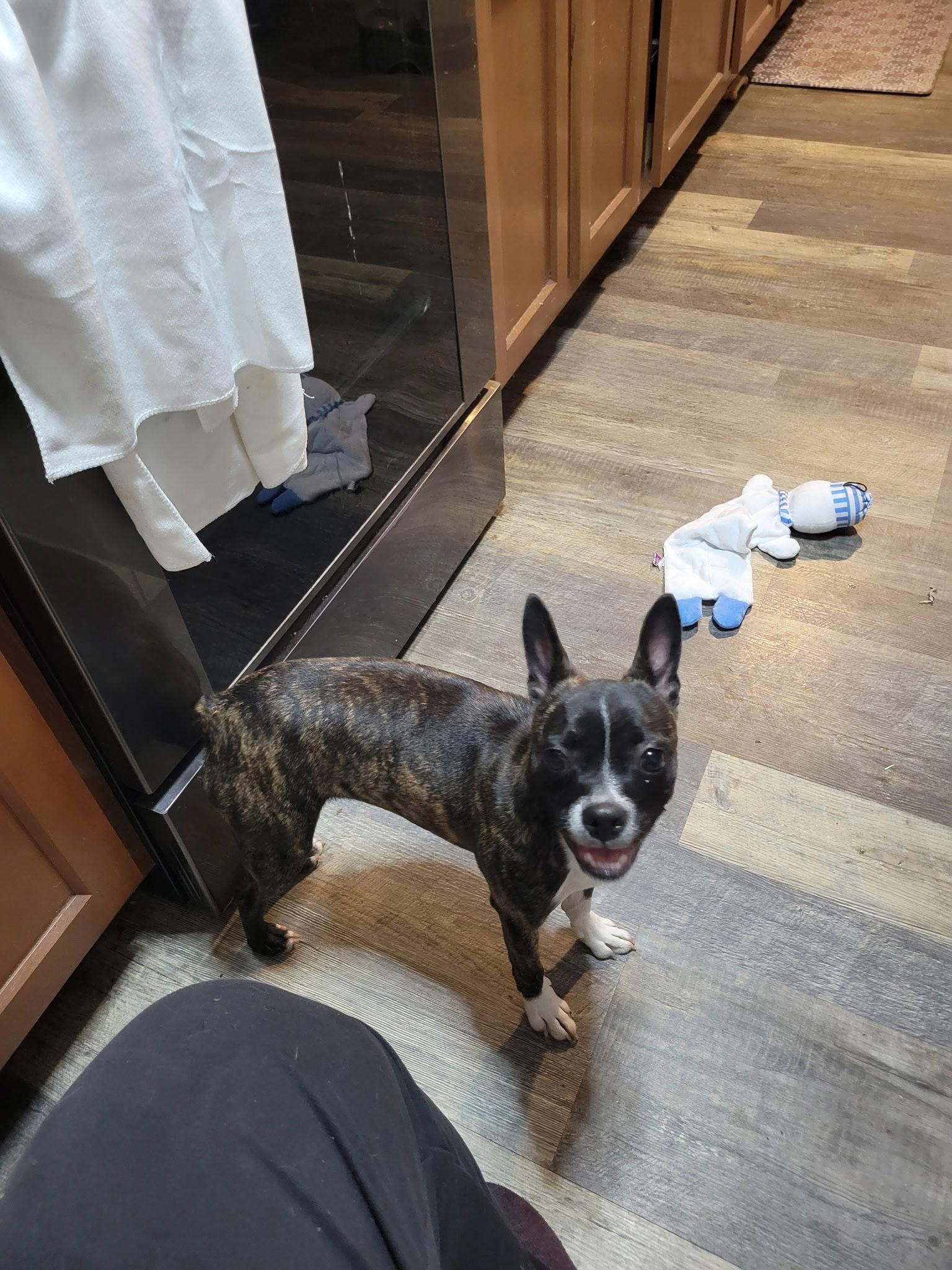 Enlarge Cinny (currently being fostered in Florida), a Adoptable mixed breed in Wilmington, DE image 2/2