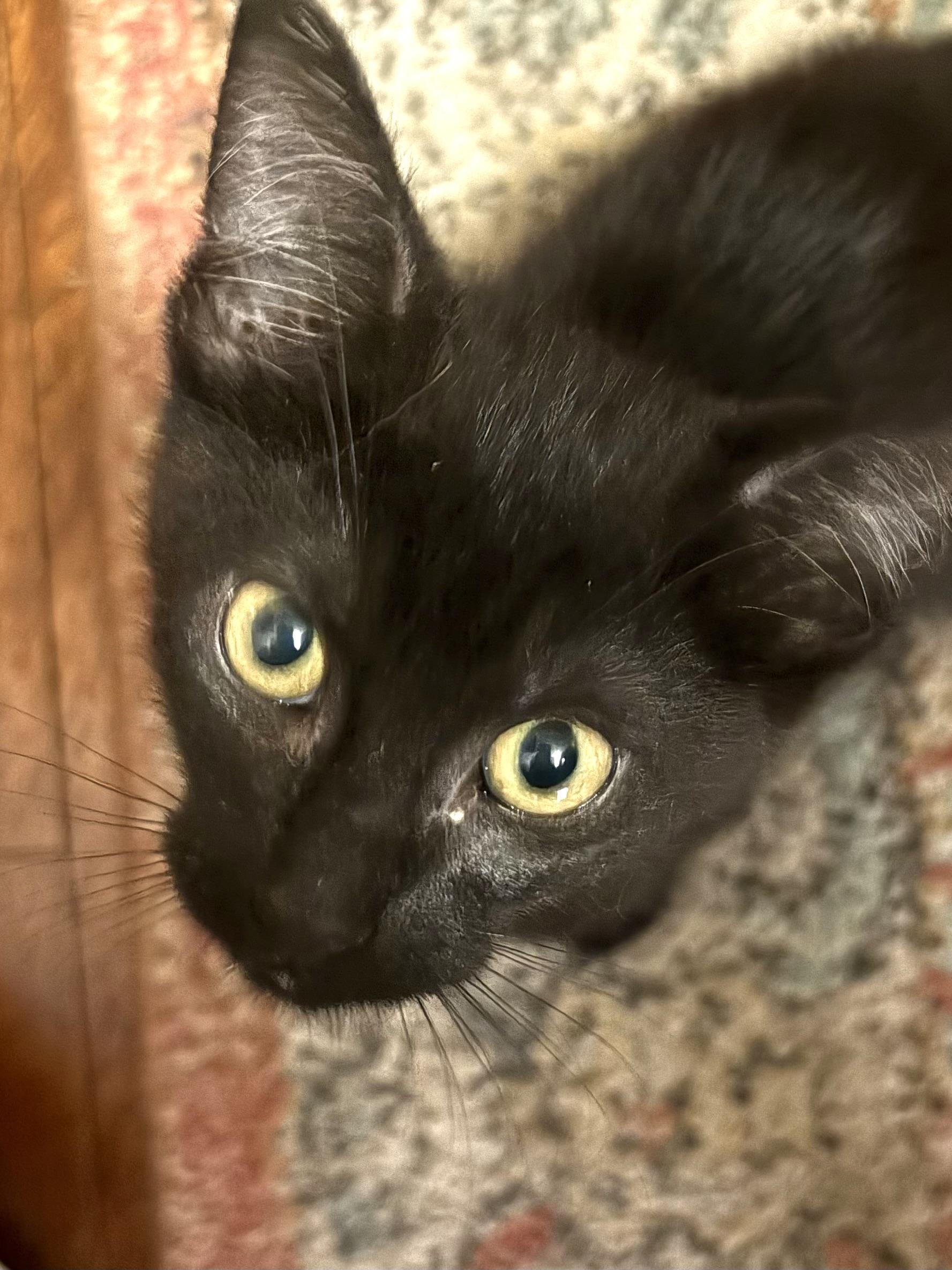 Wyatt, adoptable, Kitten Male Domestic Short Hair.