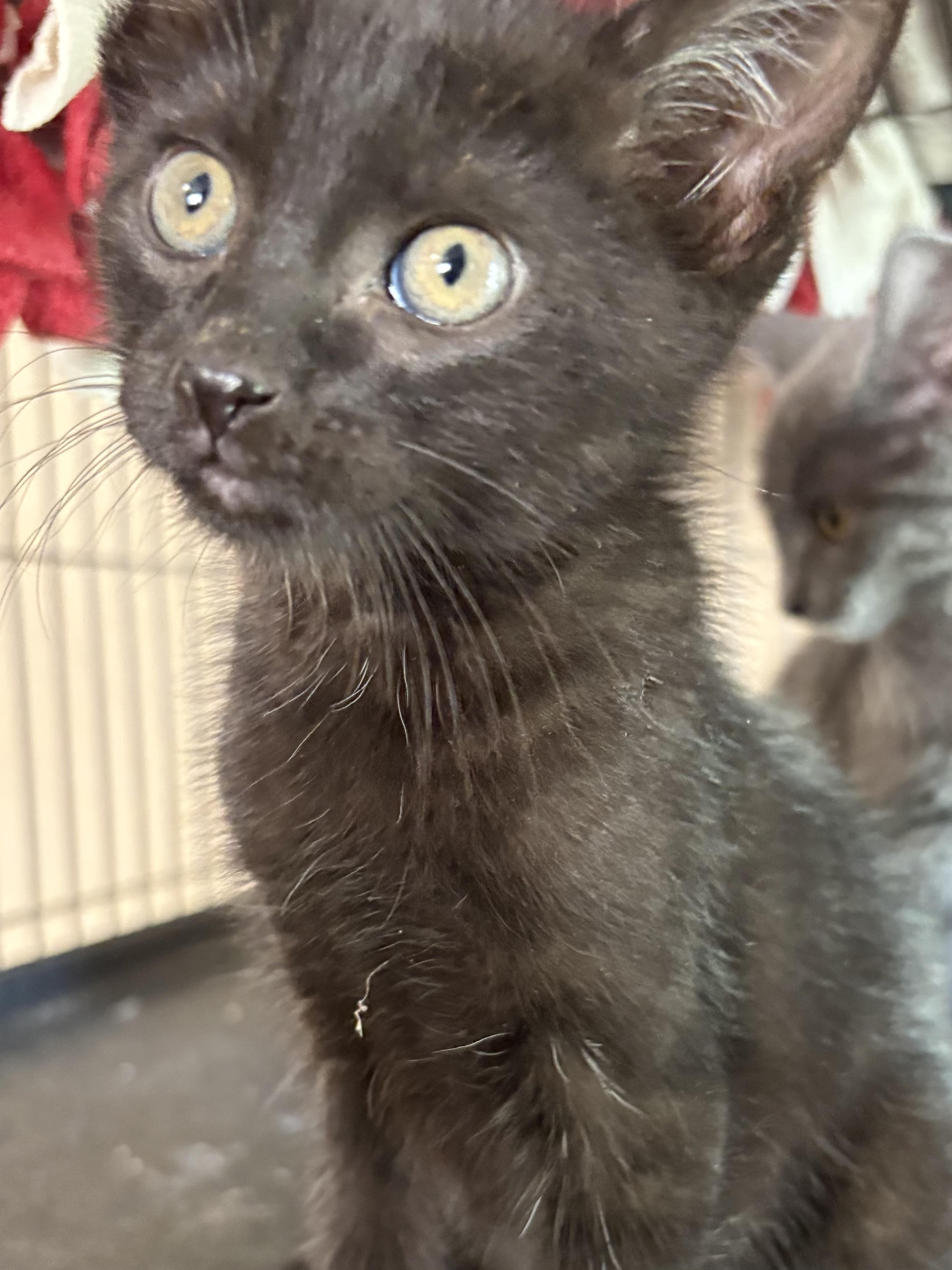 Wyatt, an adoptable Domestic Short Hair in Belvidere, IL image 3/4