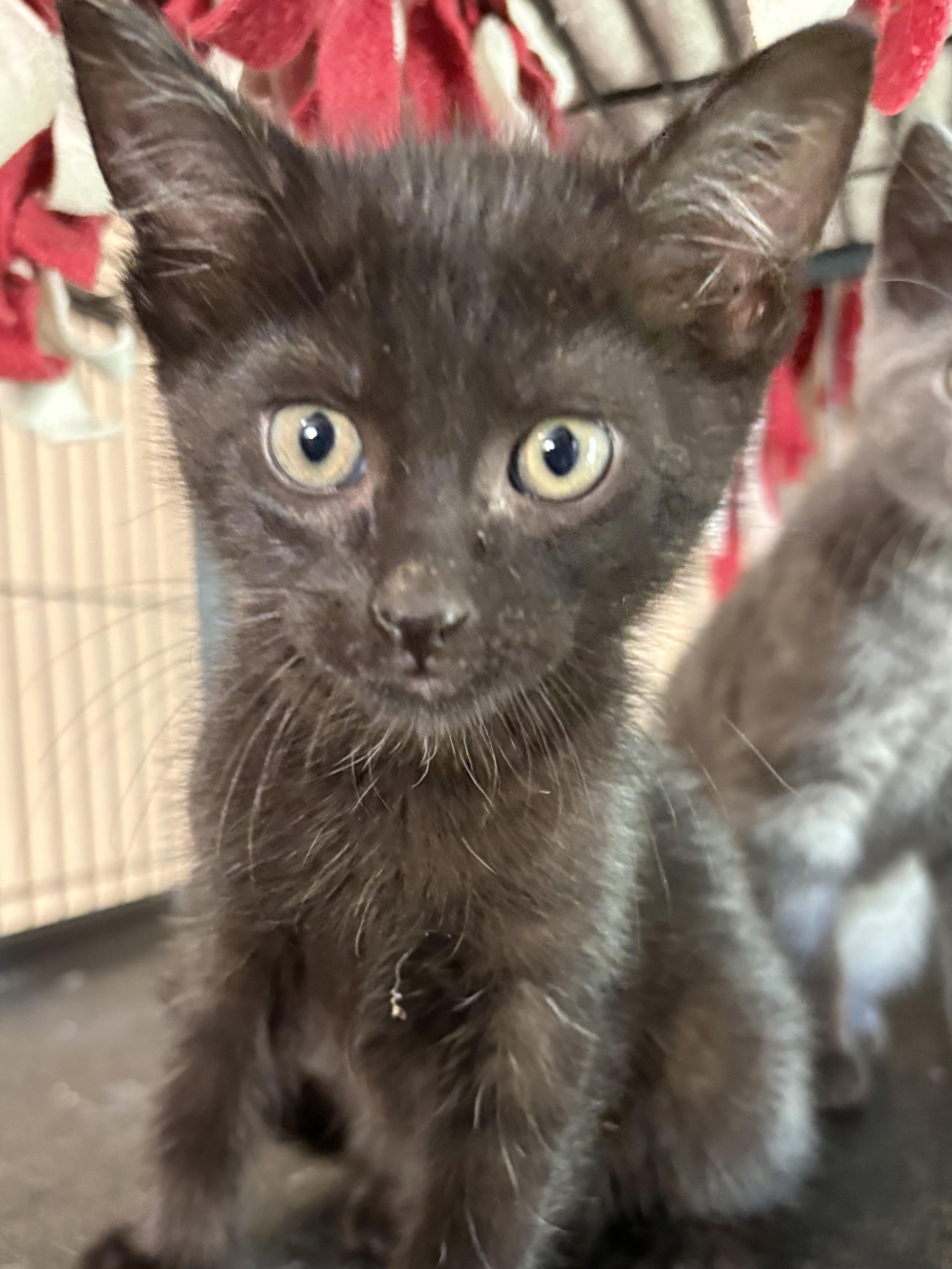 Wyatt, an adoptable Domestic Short Hair in Belvidere, IL image 2/4