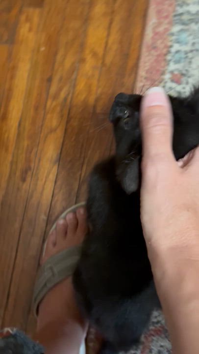 Enlarge Wyatt, an adoptable Domestic Short Hair in Belvidere, IL video 4/4