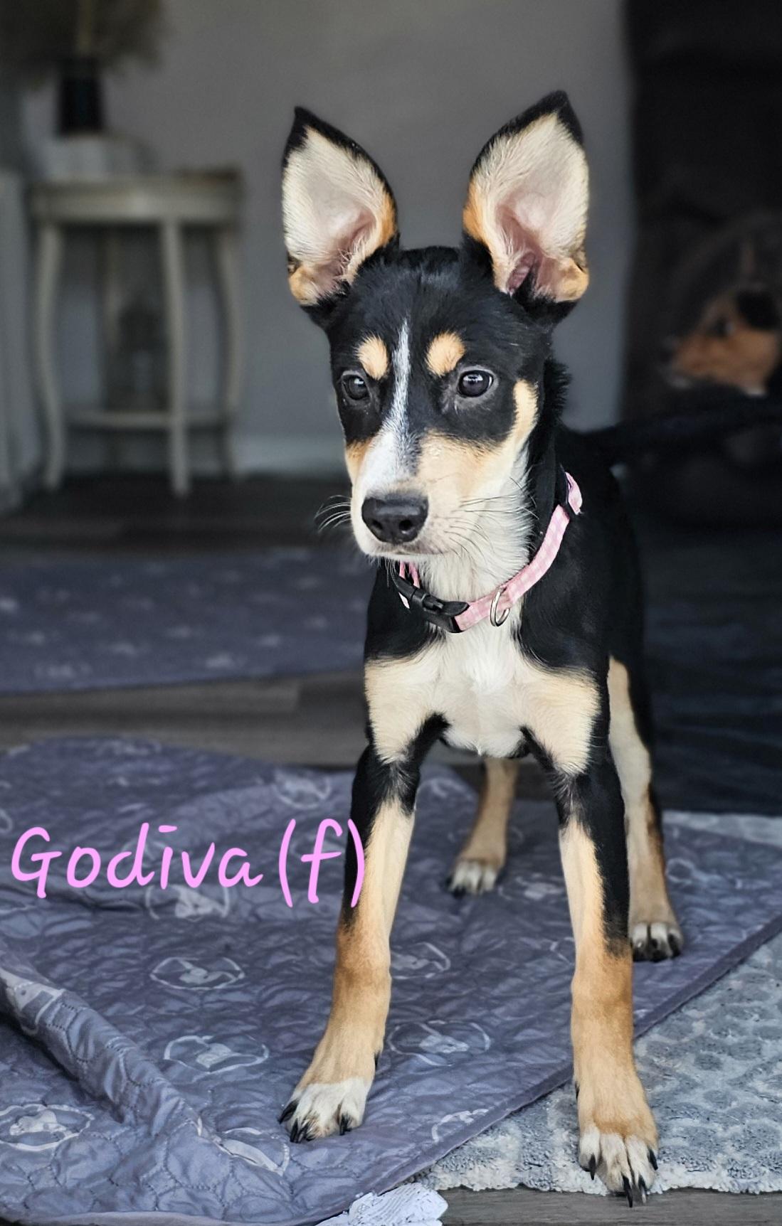 Enlarge Godiva, an adopted mixed breed in Macomb, MI image 2/3