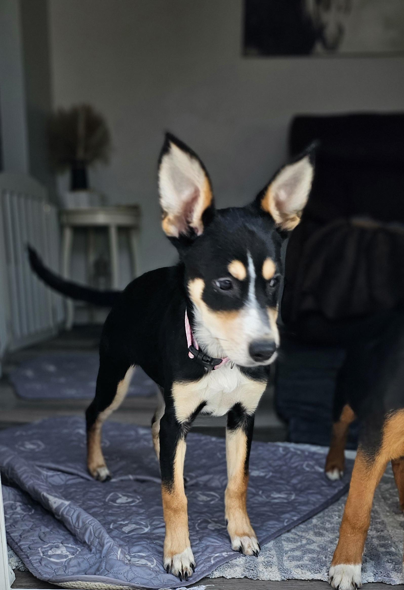 Enlarge Godiva, an adopted mixed breed in Macomb, MI image 1/3