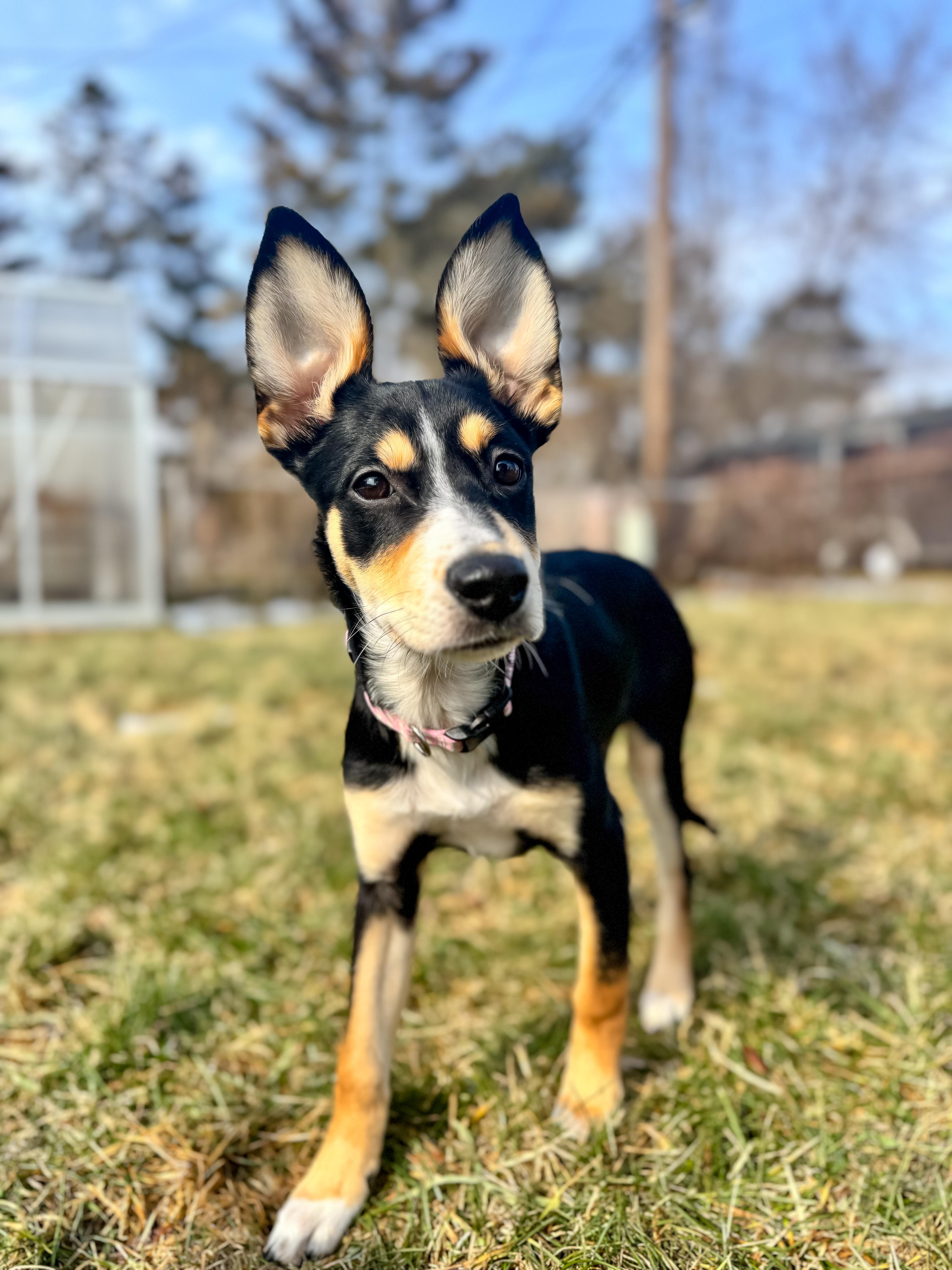 Enlarge Godiva, an adopted mixed breed in Macomb, MI image 3/3