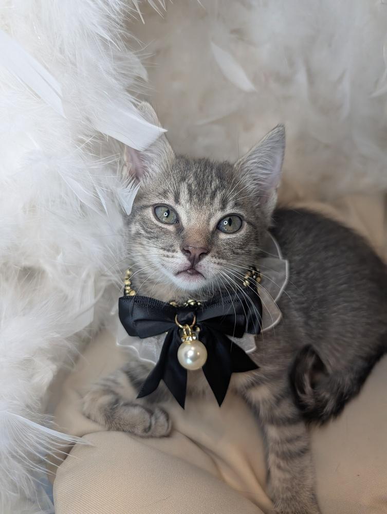 Anastasia, Adoptable, Kitten Female Domestic Short Hair.