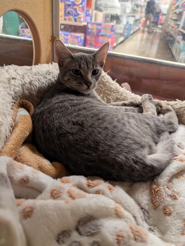 Enlarge Anastasia, a Adoptable Domestic Short Hair in Fremont, CA image 2/6