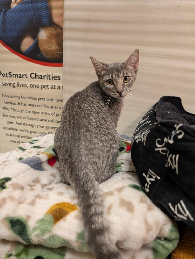 Enlarge Anastasia, a Adoptable Domestic Short Hair in Fremont, CA image 3/6