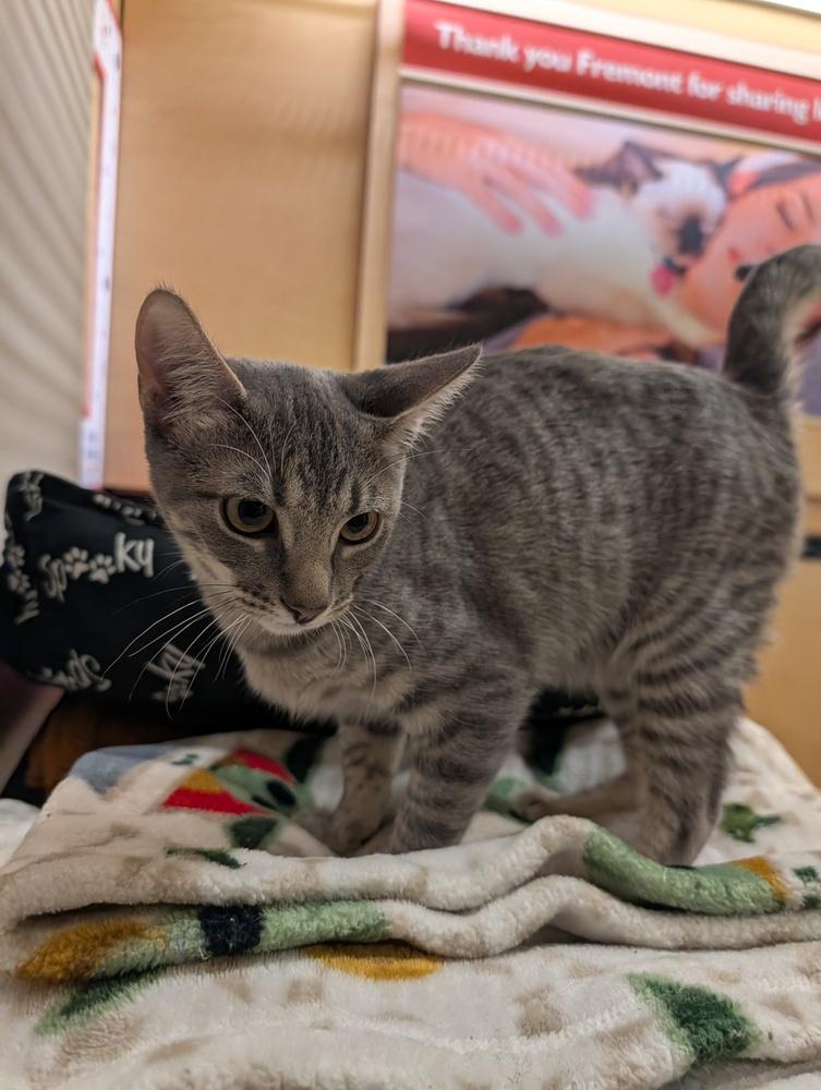 Enlarge Anastasia, a Adoptable Domestic Short Hair in Fremont, CA image 4/6