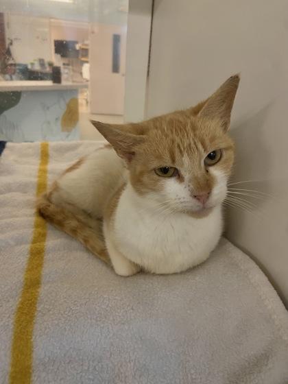 Ridge, Adoptable, Adult Female Domestic Short Hair & Domestic Short Hair.