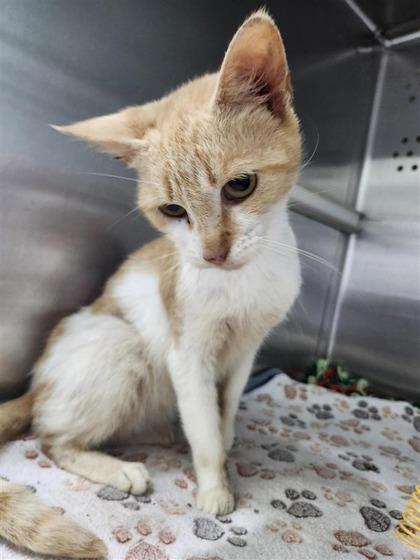 Enlarge Ridge, a Adoptable mixed breed in Columbus, IN image 2/3