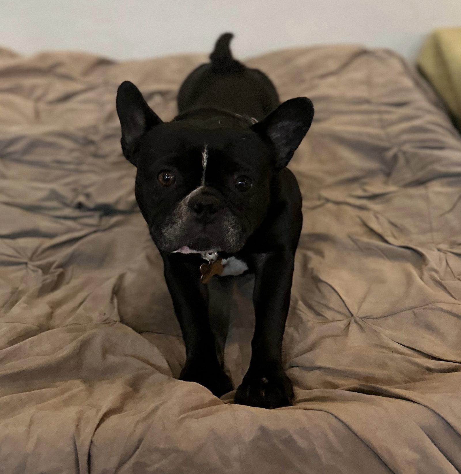 Lola, Adoptable, Adult Female French Bulldog.