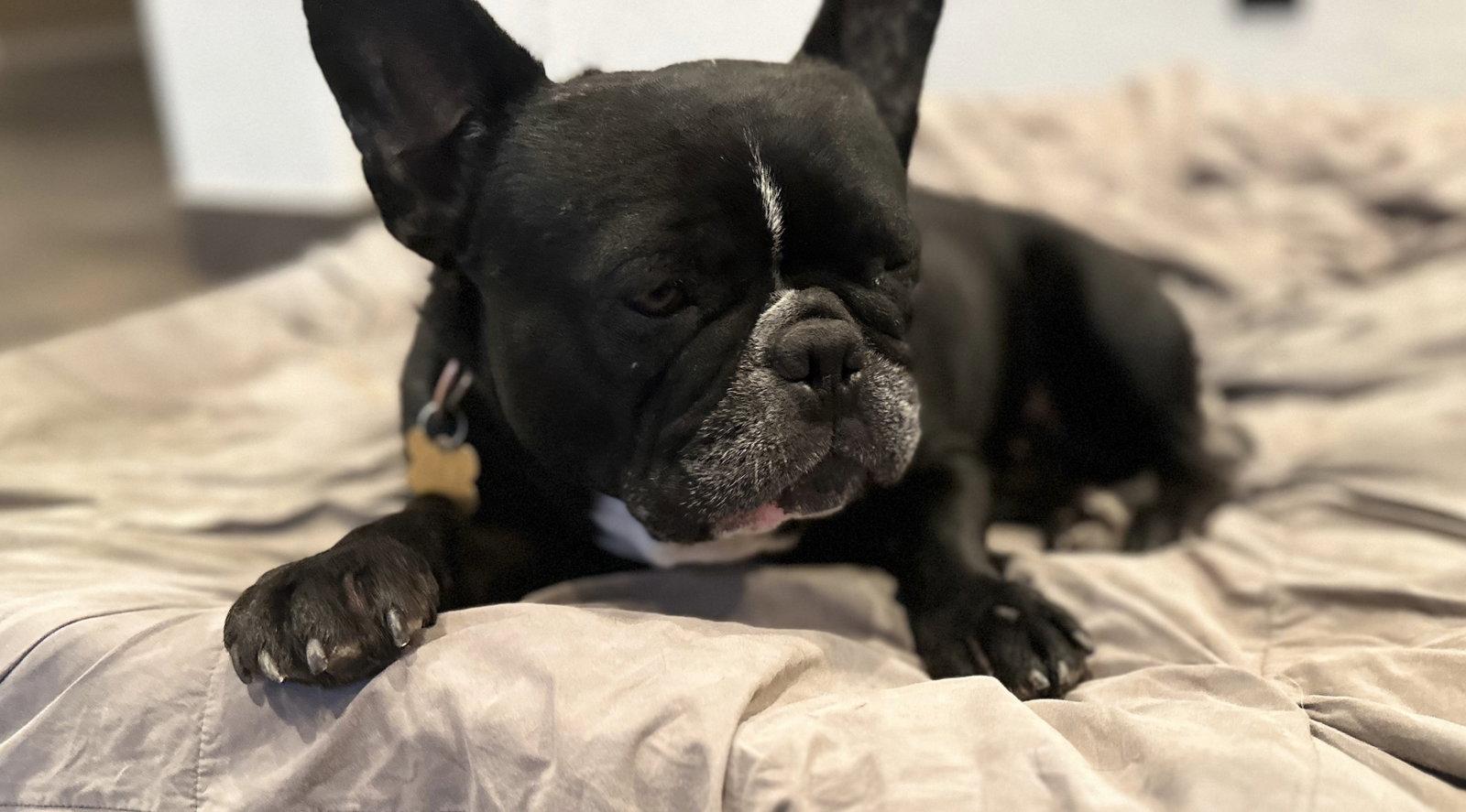 Lola, a Adoptable French Bulldog in Queen Creek, AZ image 2/3