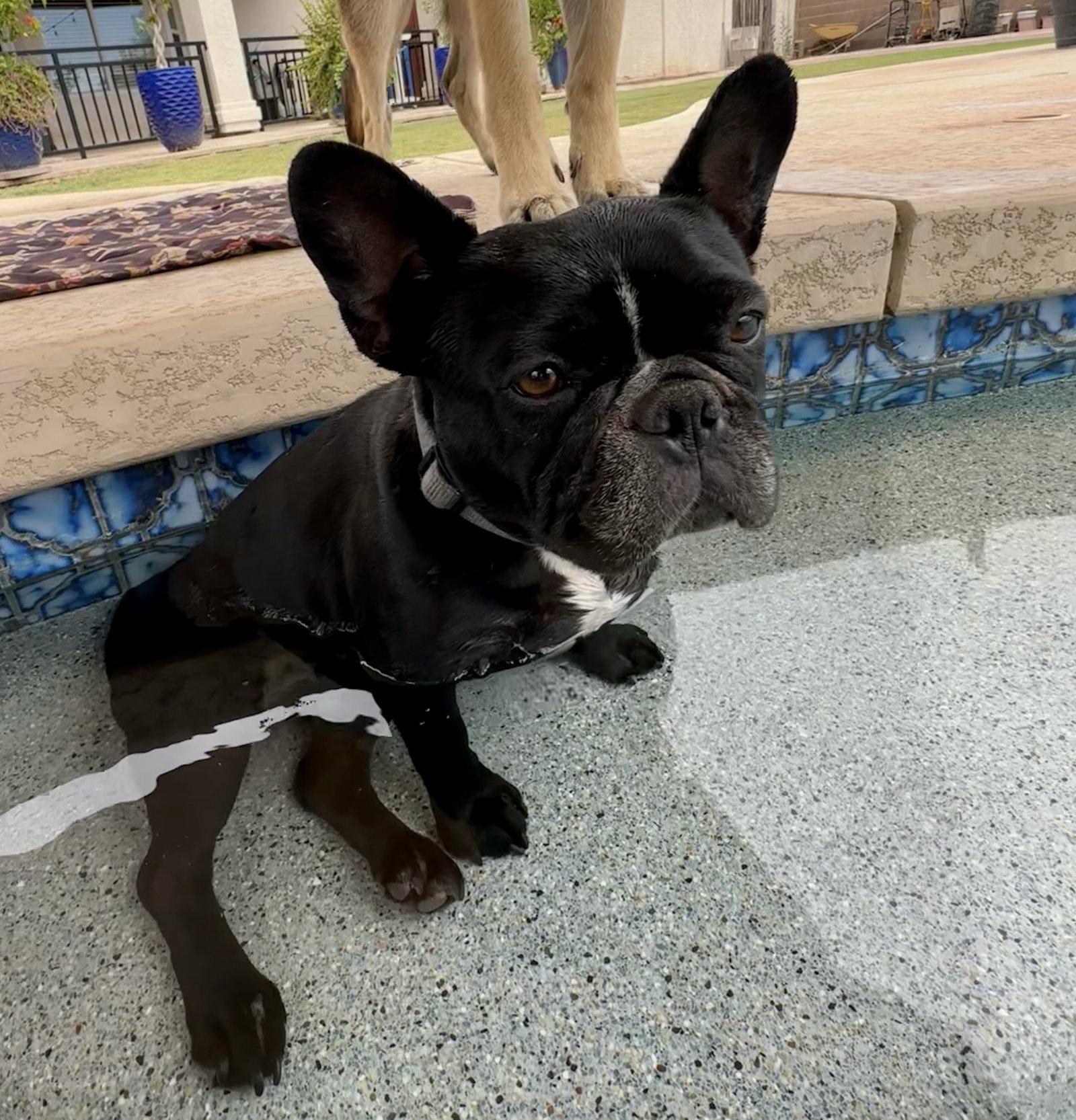 Lola, a Adoptable French Bulldog in Queen Creek, AZ image 3/3