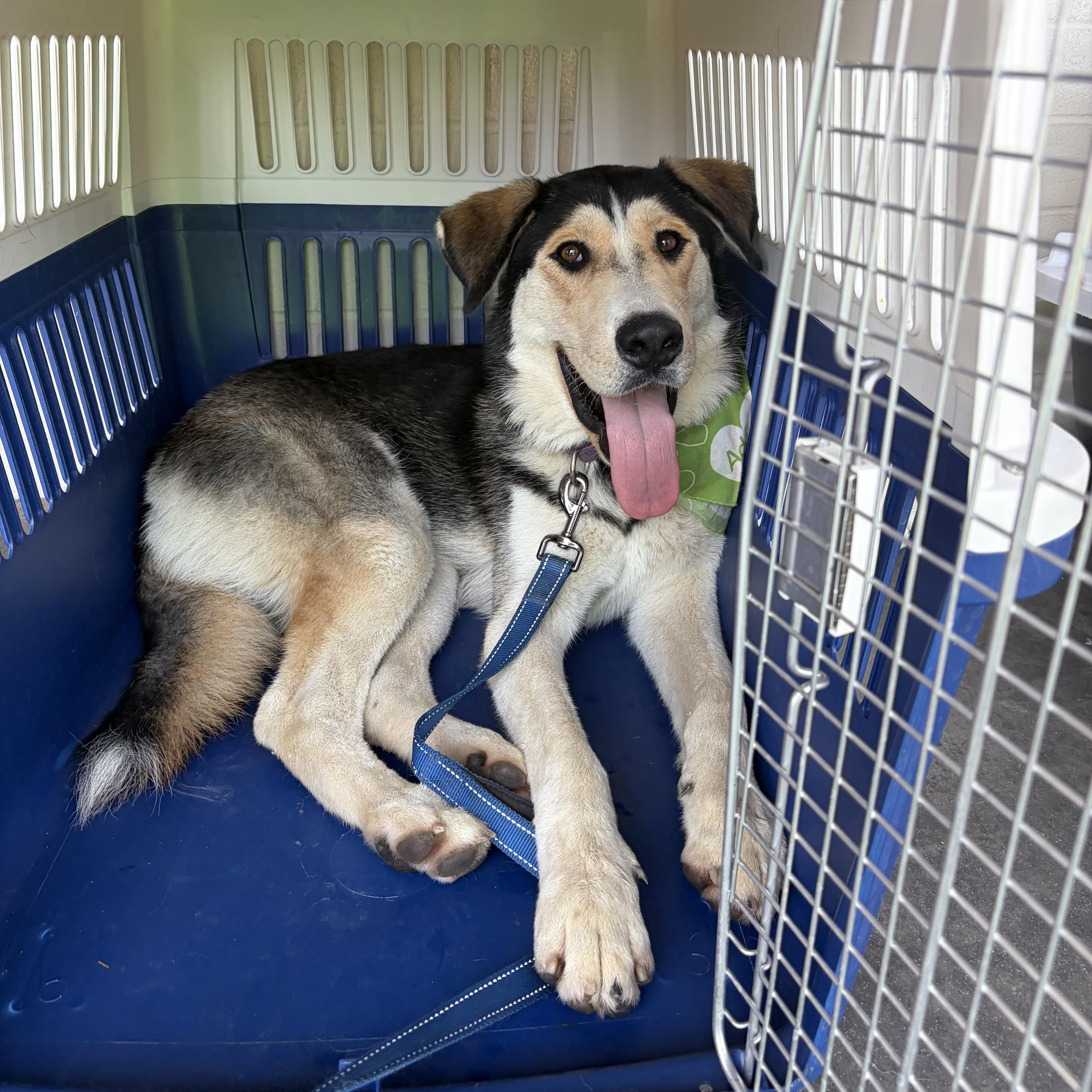Enlarge DIDI, a Adoptable mixed breed in Pasadena, CA image 3/6
