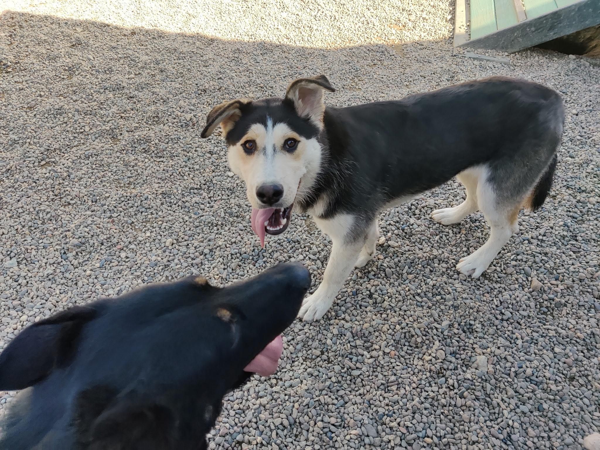DIDI, a ADOPTABLE mixed breed in Pasadena, CA image 3/5