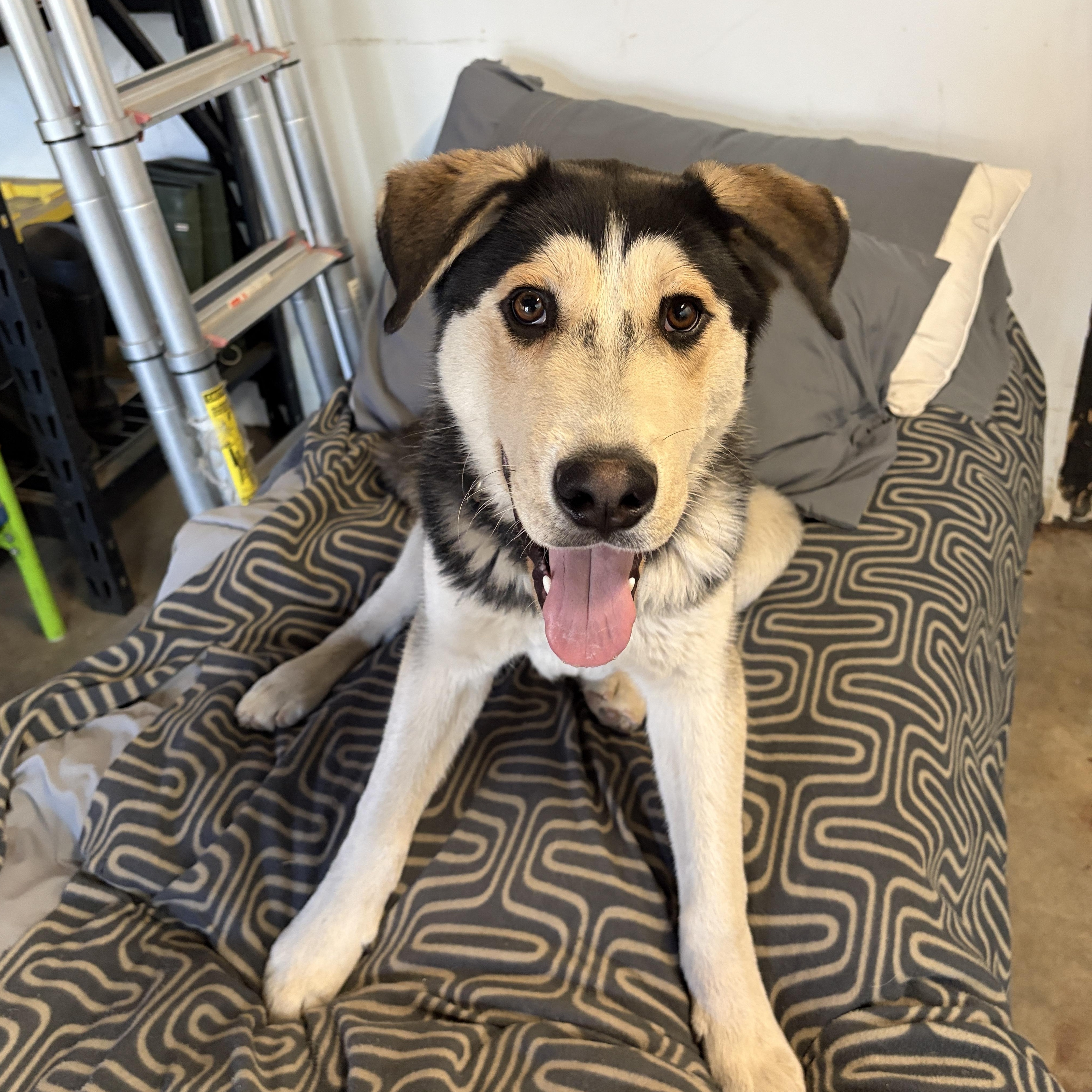 DIDI, Adoptable, Young Male Siberian Husky & Shepherd.