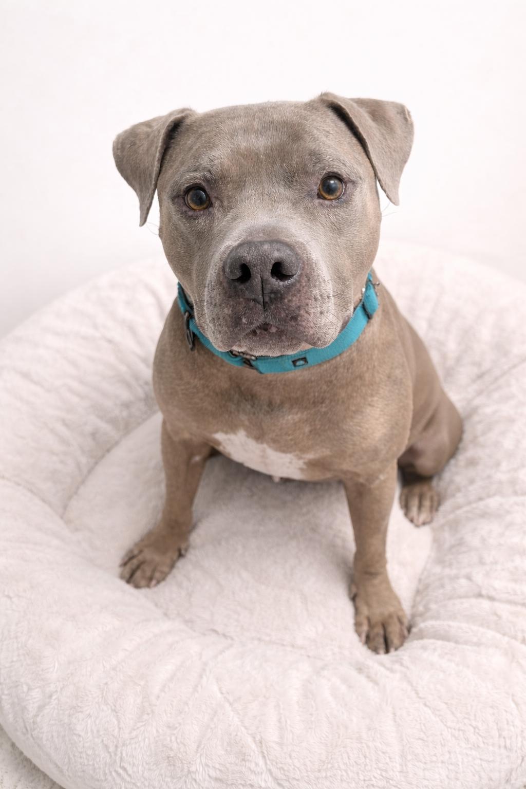 Enlarge Blue, a ADOPTABLE mixed breed in Scottsdale, AZ image 2/4