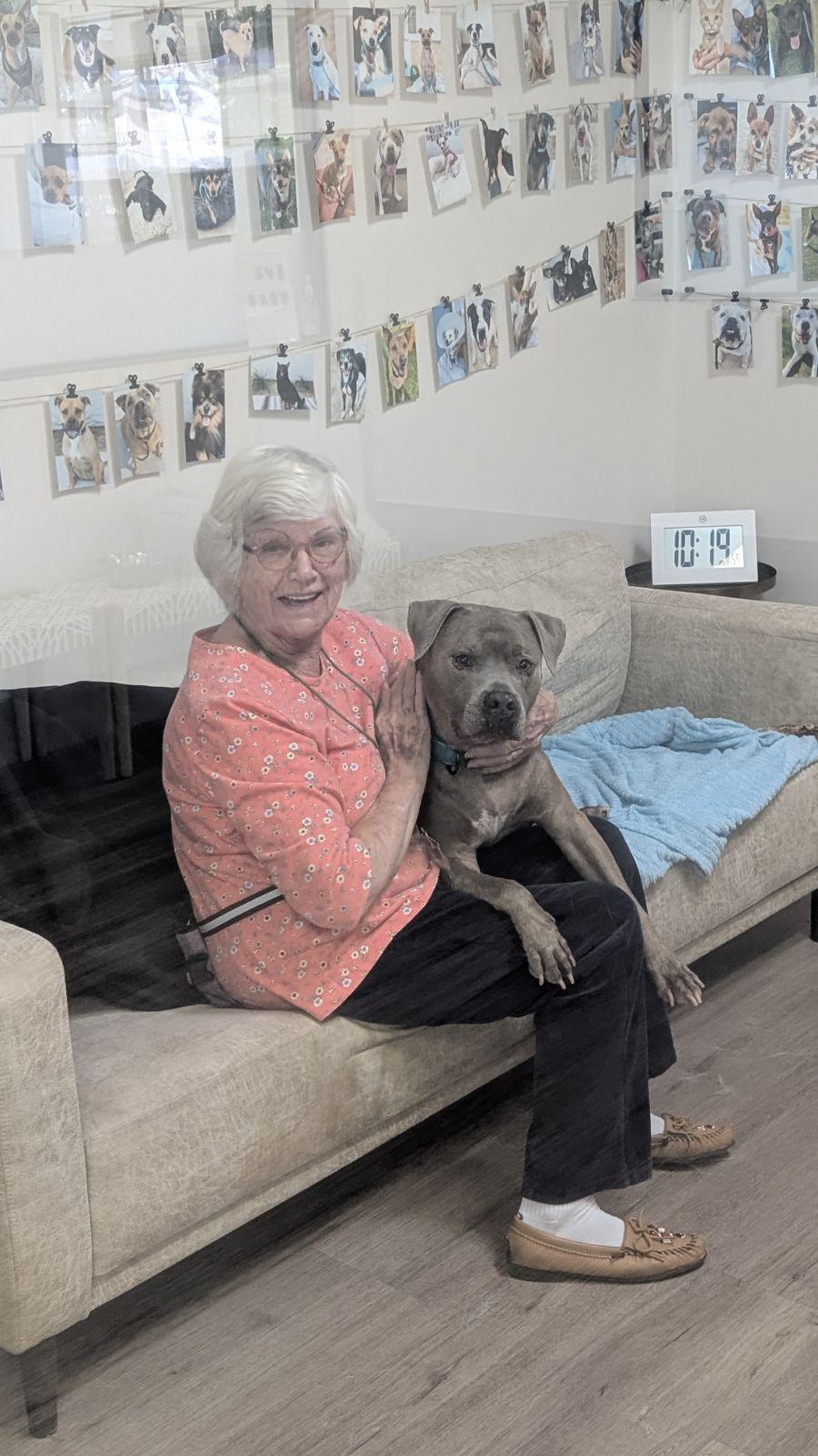 Enlarge Blue, a ADOPTABLE mixed breed in Scottsdale, AZ image 4/4