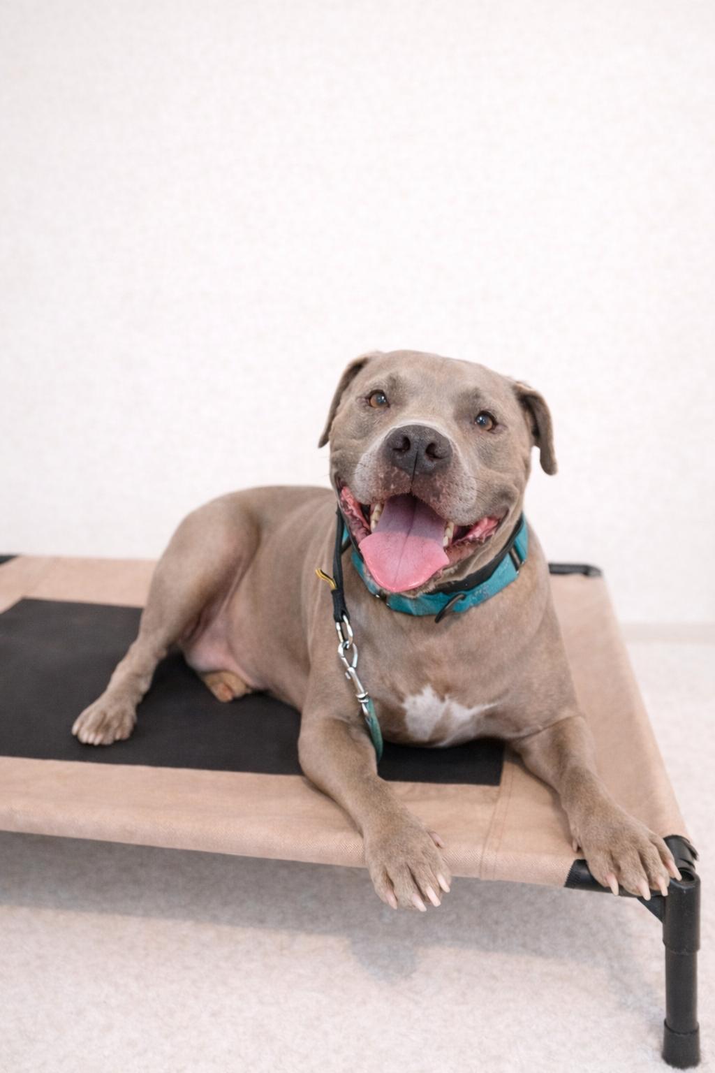 Enlarge Blue, a ADOPTABLE mixed breed in Scottsdale, AZ image 3/4