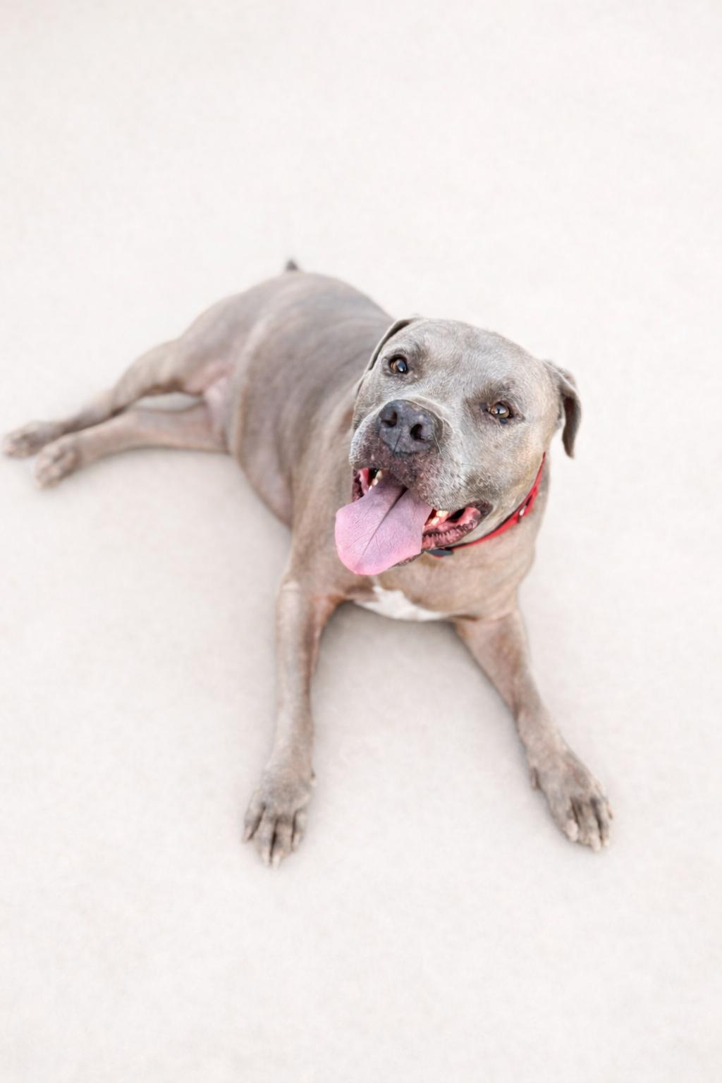 Blue, ADOPTABLE, Senior Male Pit Bull Terrier.
