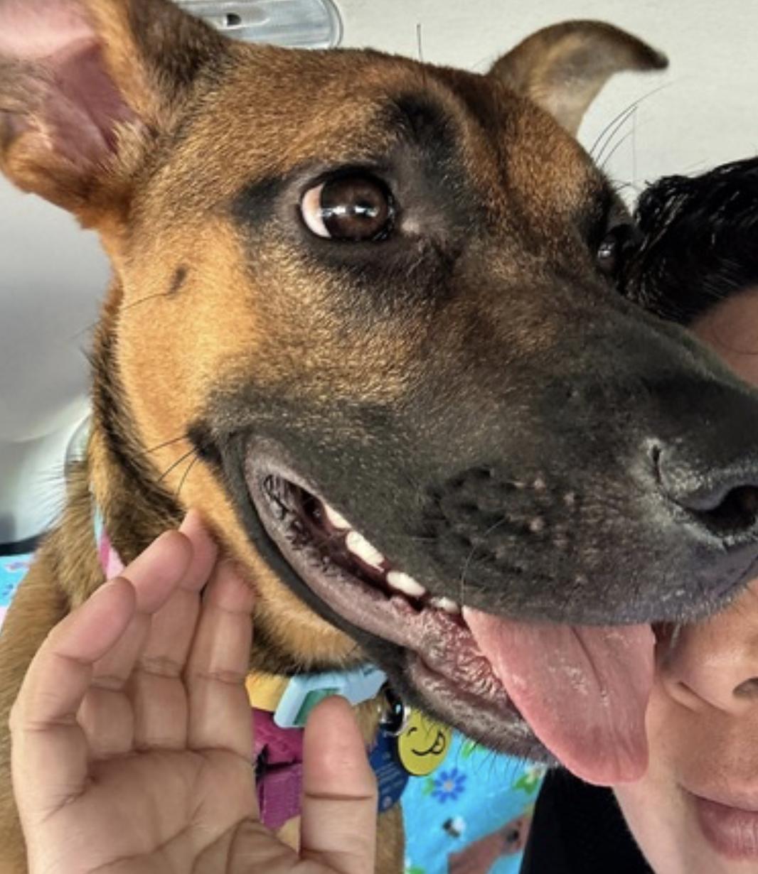 Gigi, a Adoptable mixed breed in Sacramento, CA image 4/6