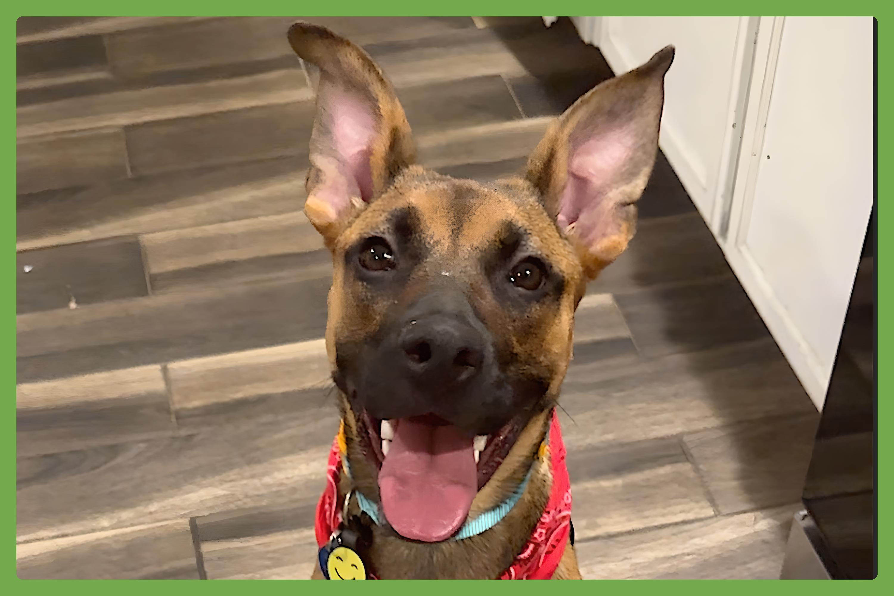 Gigi, Adoptable, Young Female German Shepherd Dog & Black Mouth Cur.