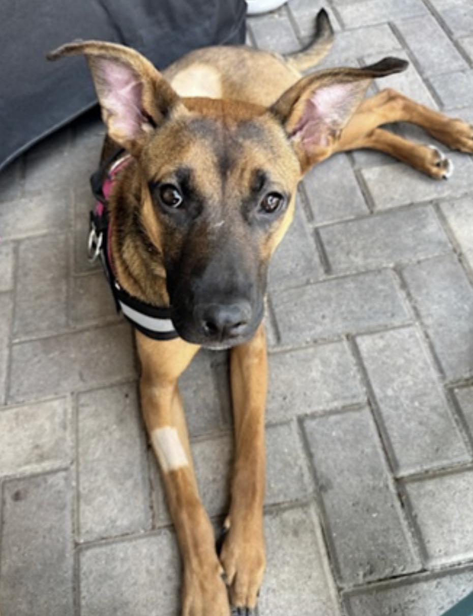 Gigi, a Adoptable mixed breed in Sacramento, CA image 6/6