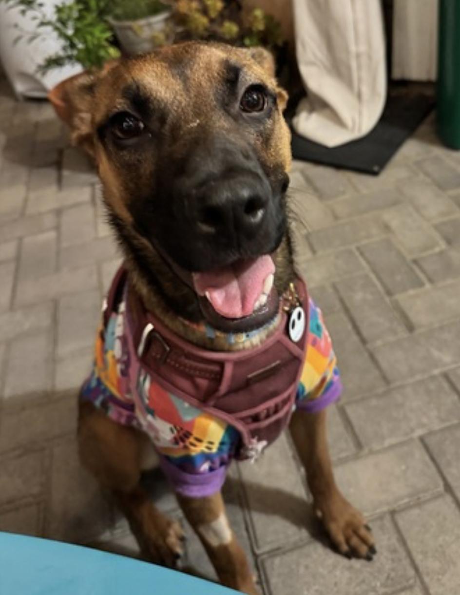 Gigi, a Adoptable mixed breed in Sacramento, CA image 3/6