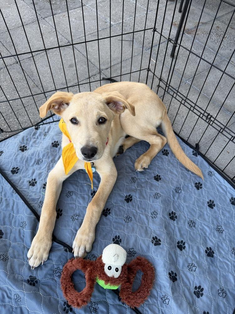 Reggie, Adoptable, Puppy Male Labrador Retriever.