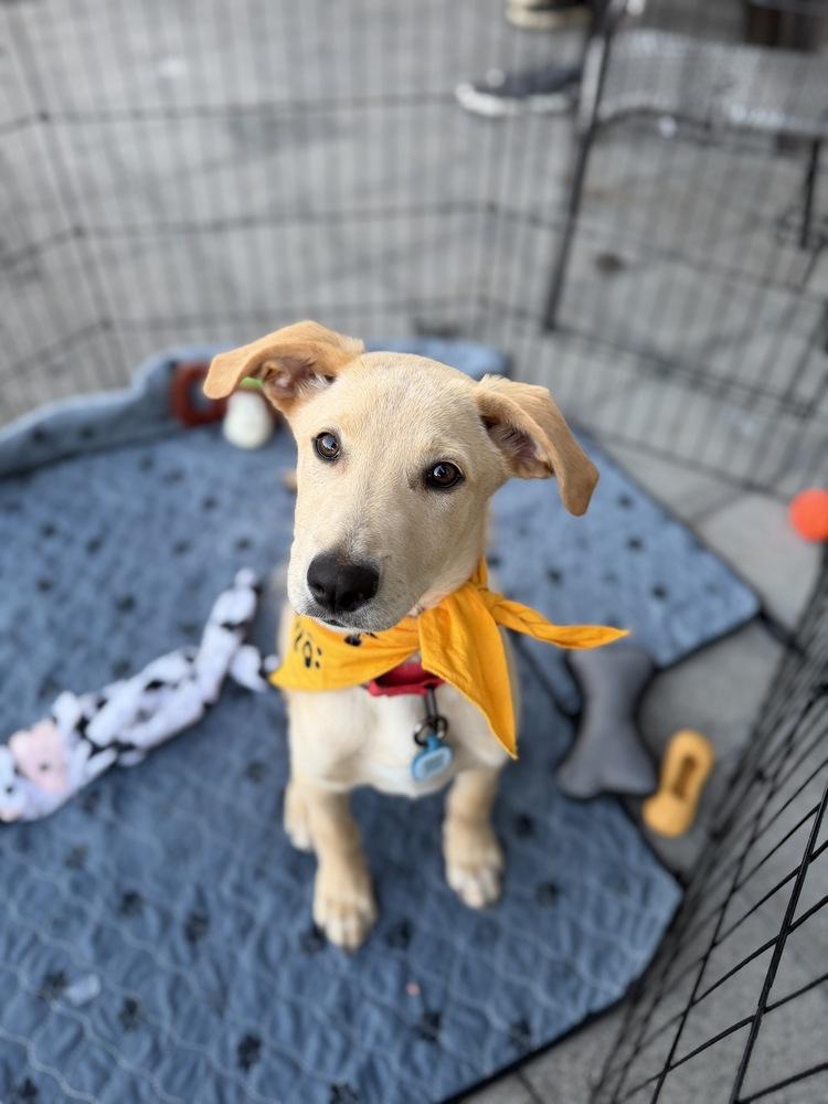 Enlarge Reggie, a Adoptable mixed breed in Vancouver, WA image 2/3