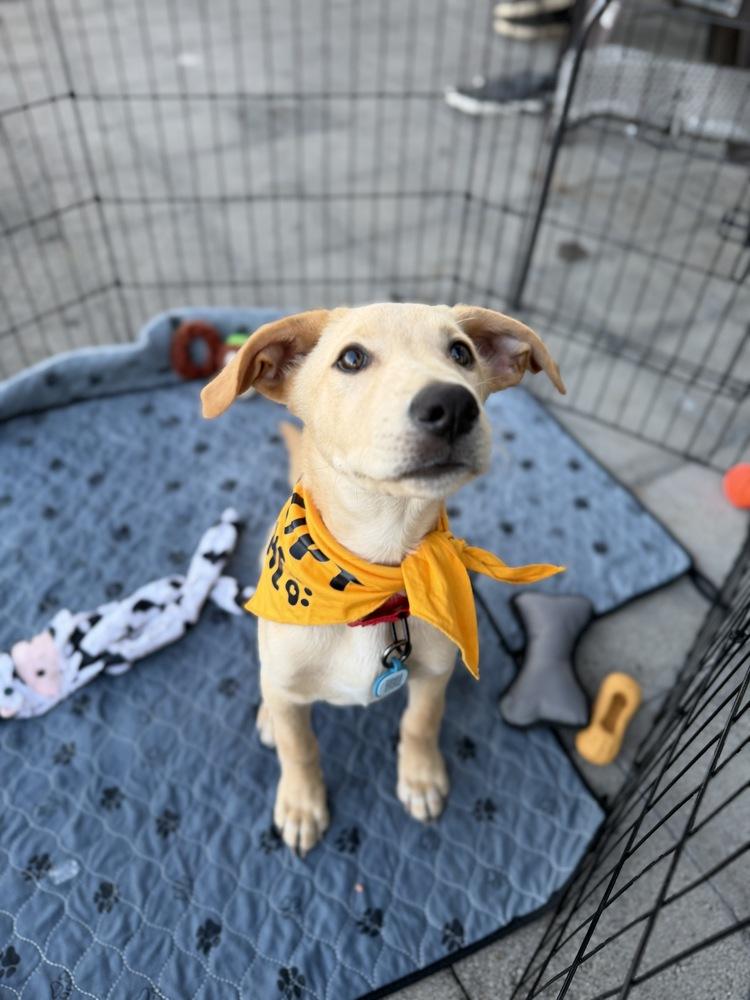 Enlarge Reggie, a Adoptable mixed breed in Vancouver, WA image 3/3