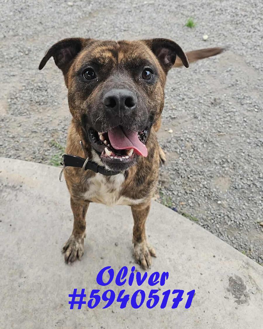 Oliver, ADOPTABLE, Adult Male Pit Bull Terrier.