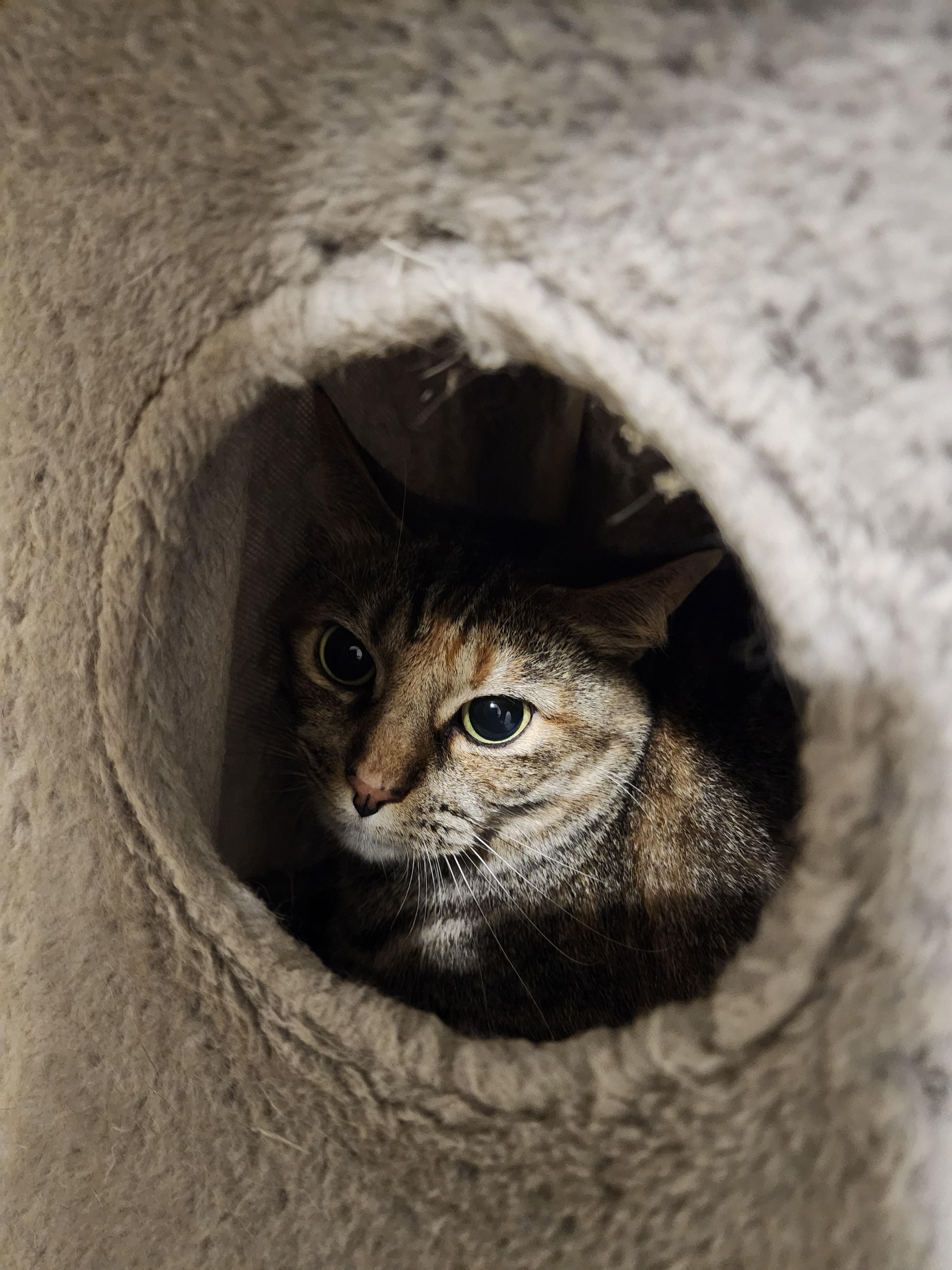 Enlarge Sally, a Adoptable American Shorthair in Hartselle, AL image 1/1
