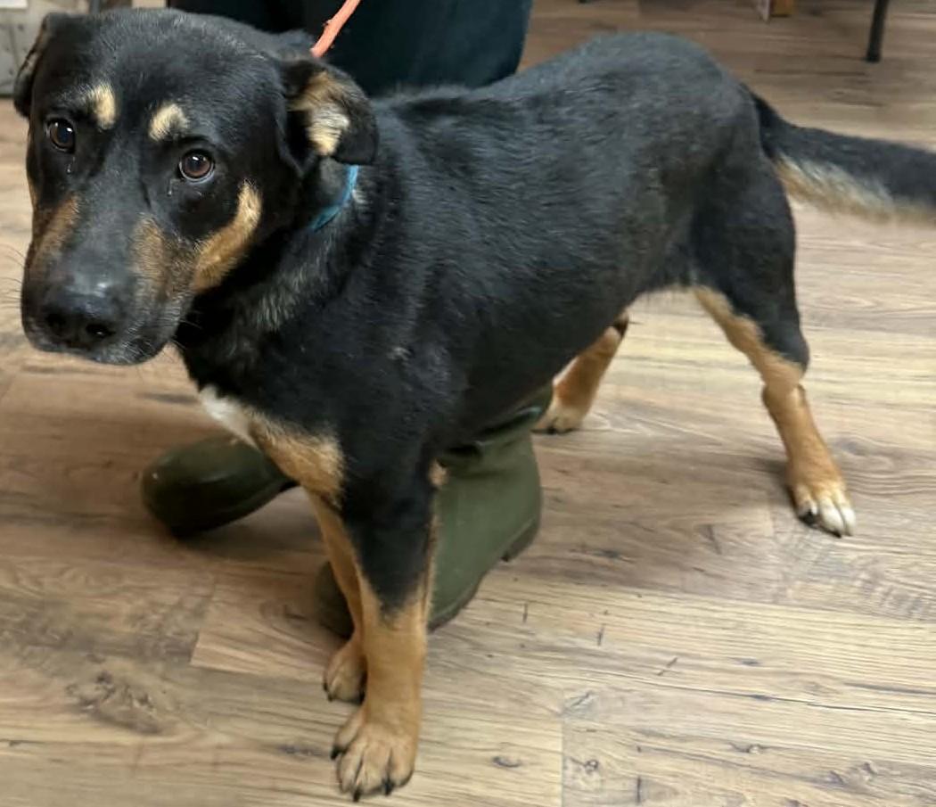 Titus, ADOPTABLE, Adult Male Rottweiler.