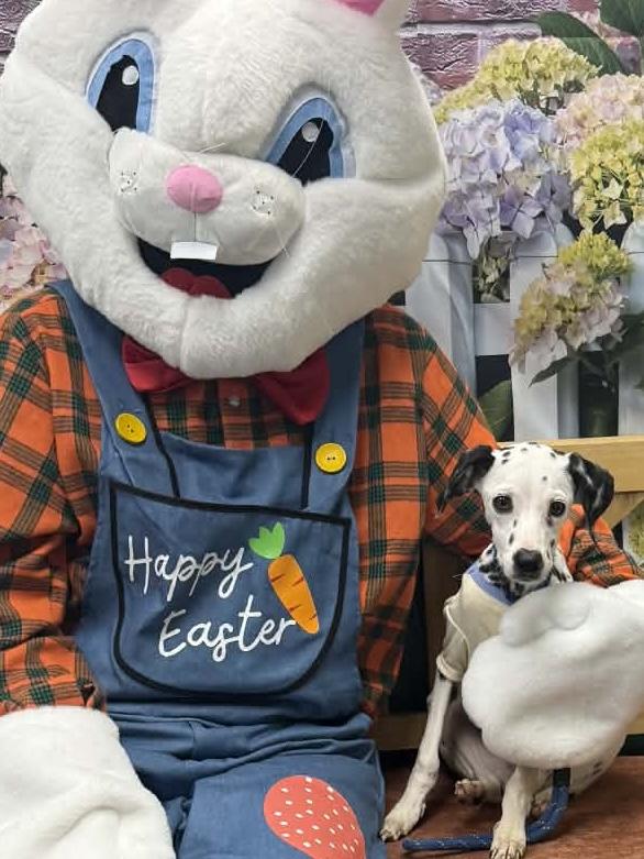 Enlarge Freckles , an adopted mixed breed in Elkhorn, WI image 2/5