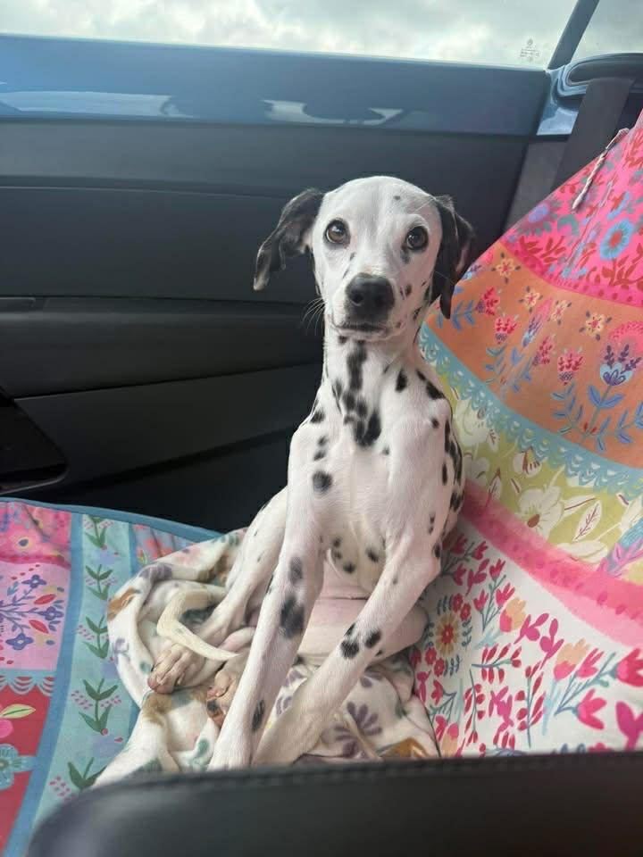 Enlarge Freckles , an adopted mixed breed in Elkhorn, WI image 1/5