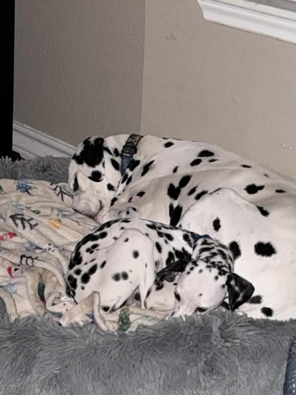 Enlarge Freckles , an adopted mixed breed in Elkhorn, WI image 5/5