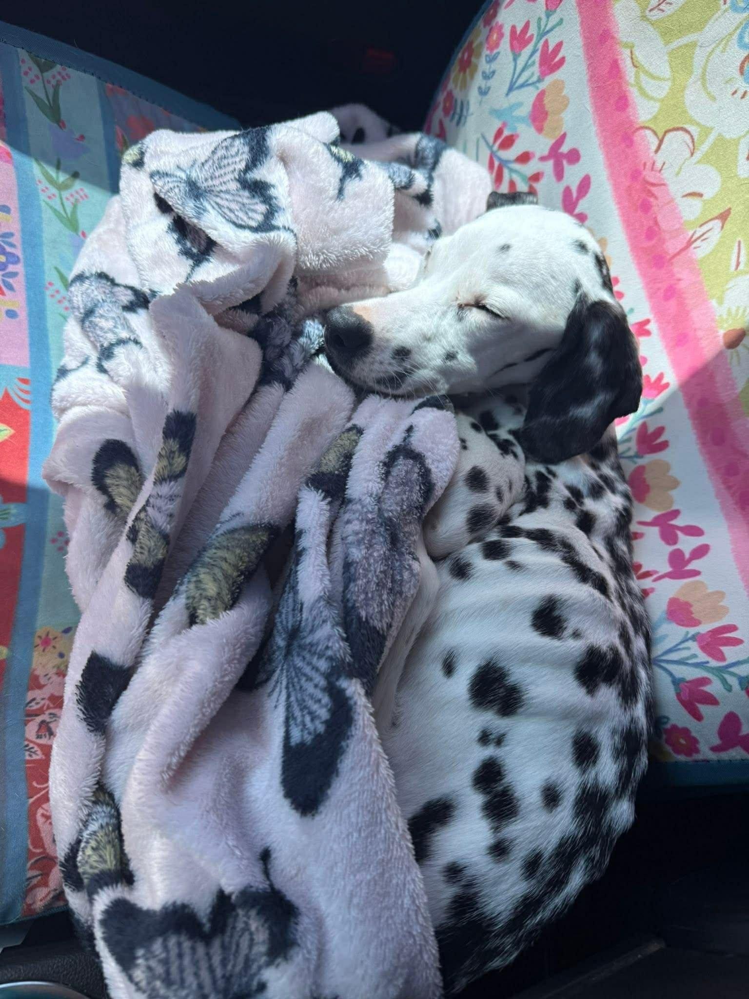 Enlarge Freckles , an adopted mixed breed in Elkhorn, WI image 4/5