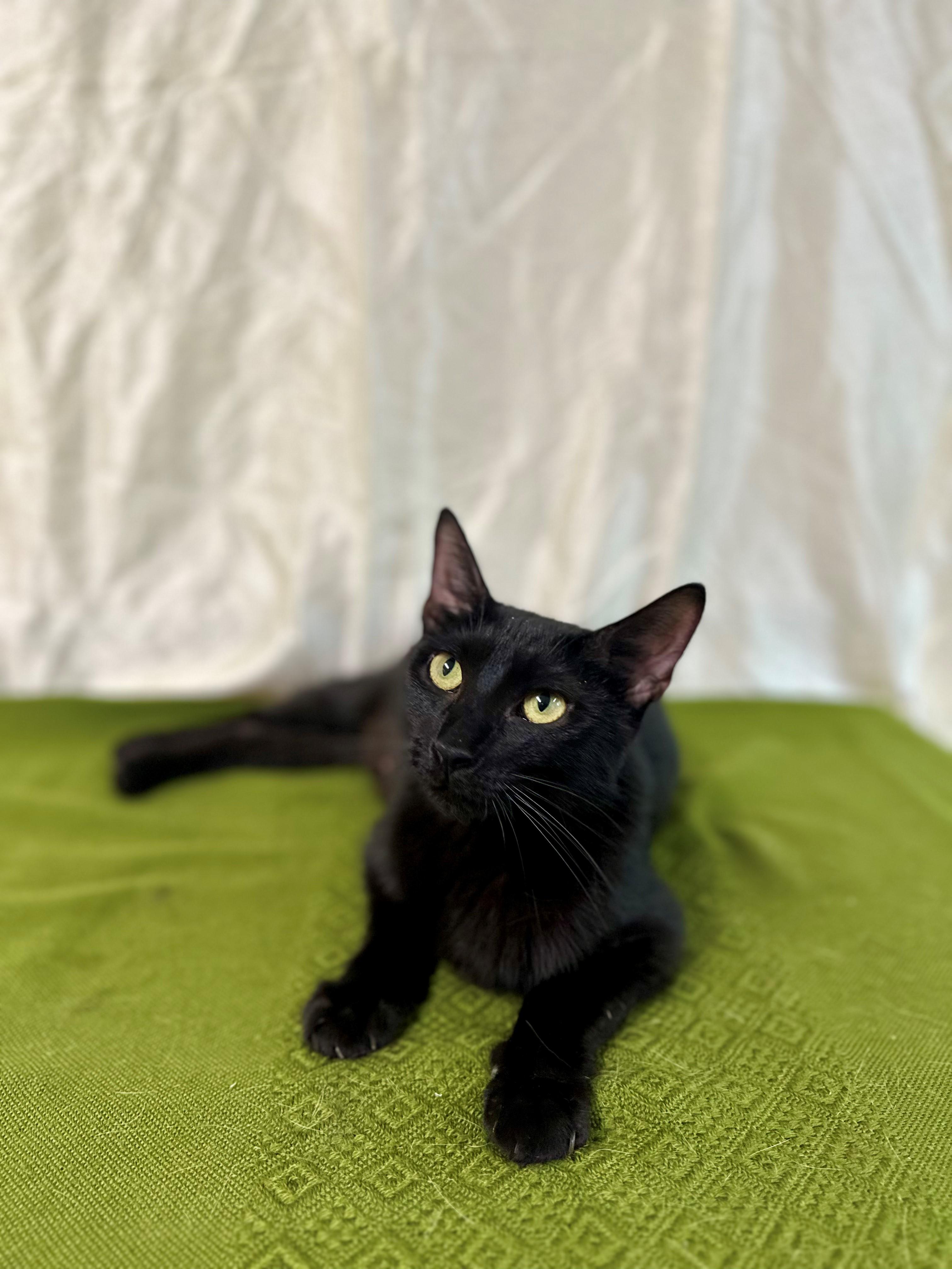 Lilith, Adult Female Domestic Short Hair