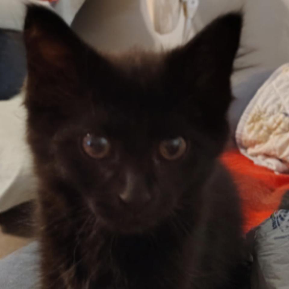 Enlarge Wolfie, a Adoptable Domestic Long Hair in North Port, FL image 1/1