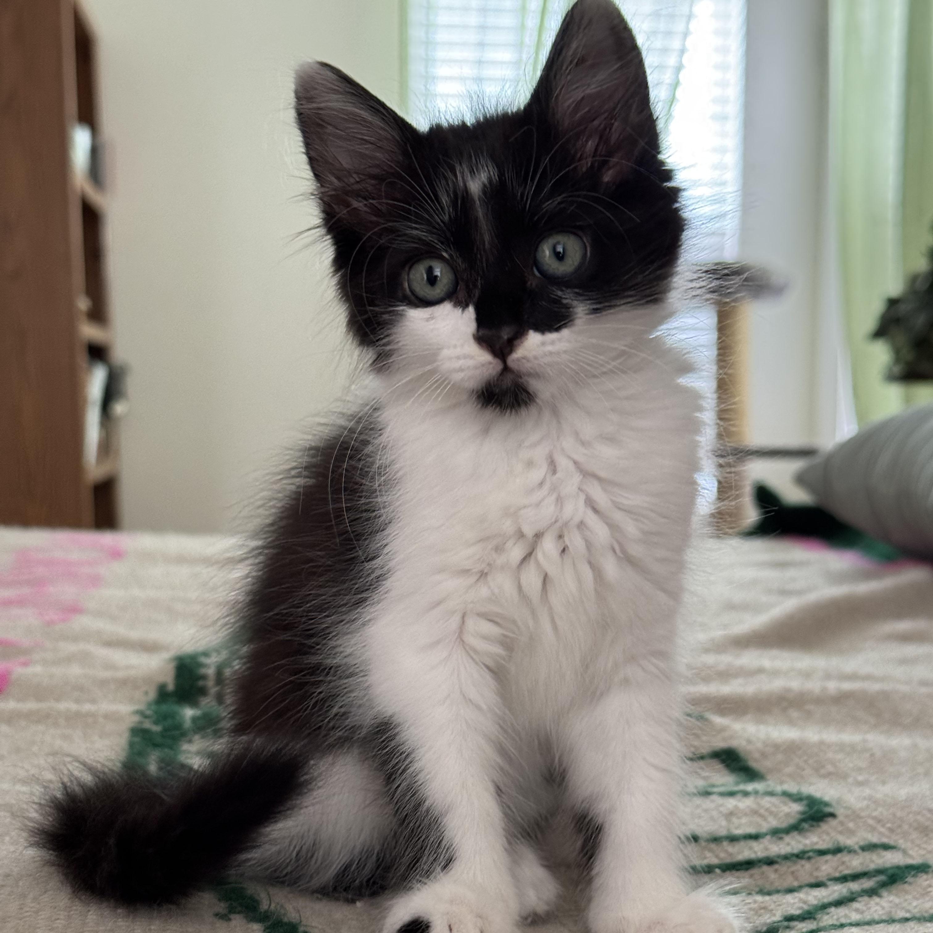 Sassy, a ADOPTABLE Domestic Medium Hair in Mauldin, SC image 4/4