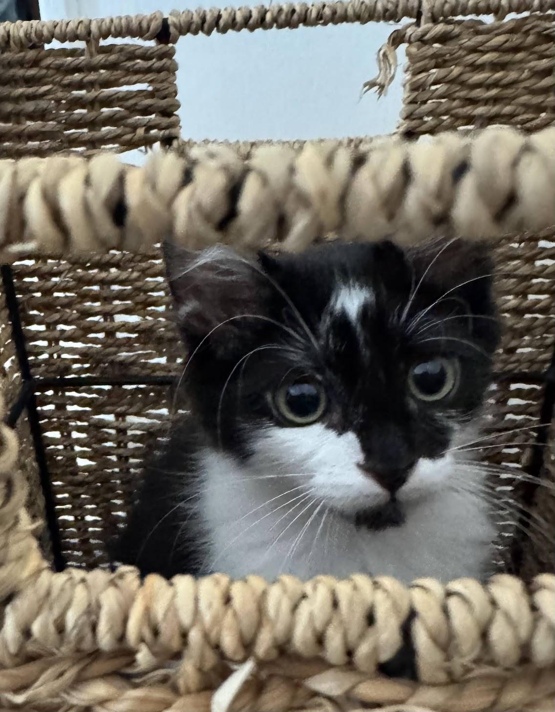 Sassy, a ADOPTABLE Domestic Medium Hair in Mauldin, SC image 4/5