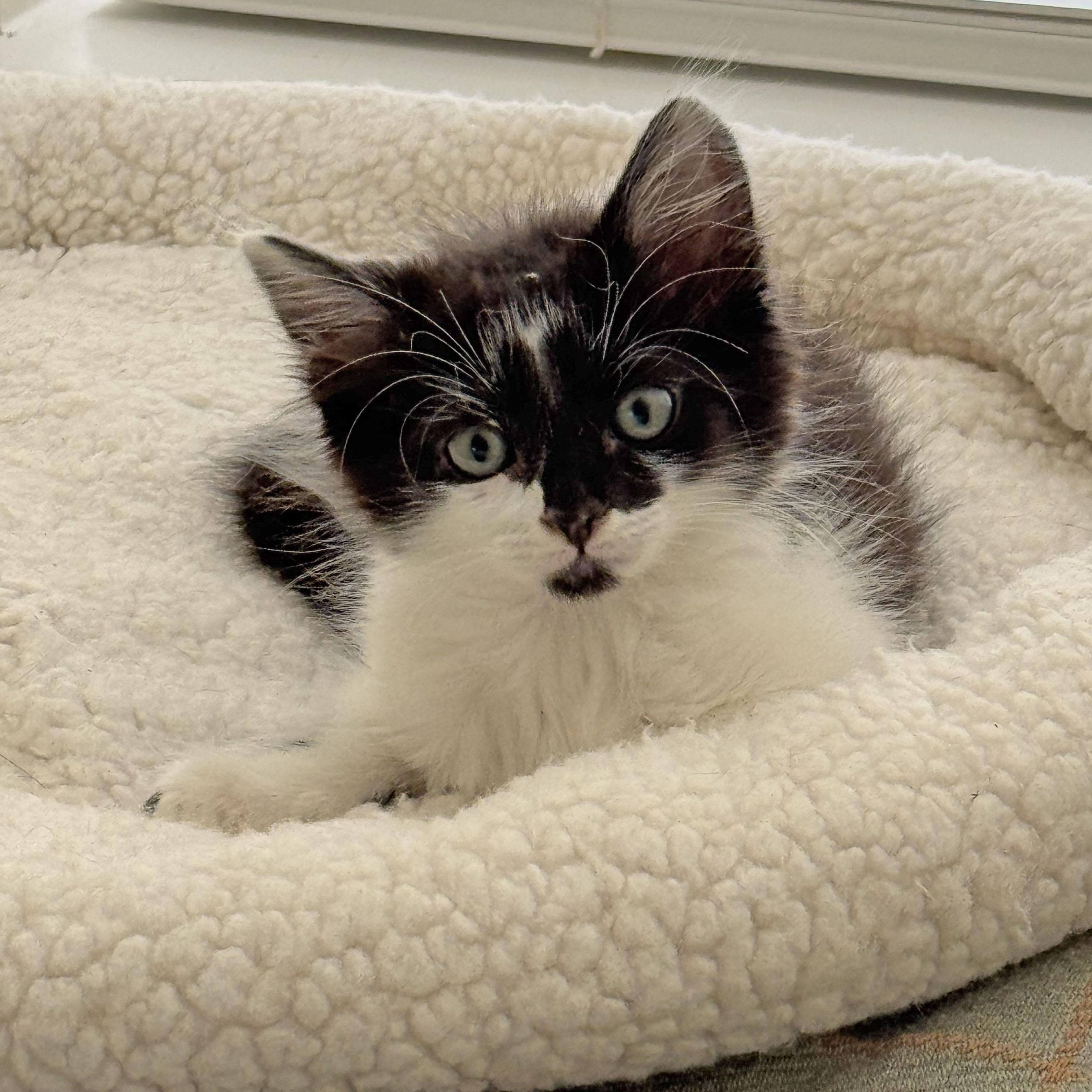 Sassy, ADOPTABLE, Kitten Female Domestic Medium Hair.