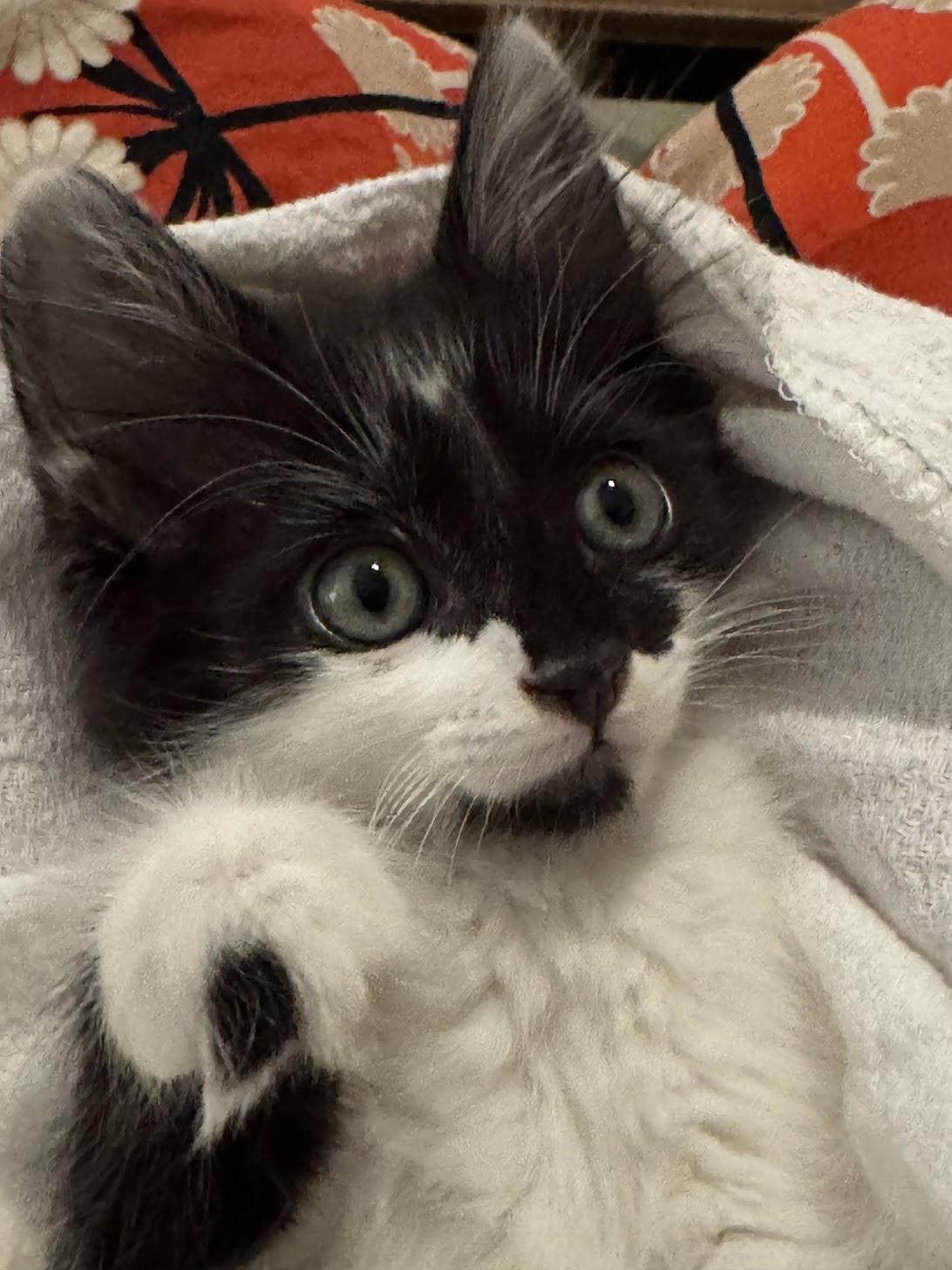 Sassy, a ADOPTABLE Domestic Medium Hair in Mauldin, SC image 2/5