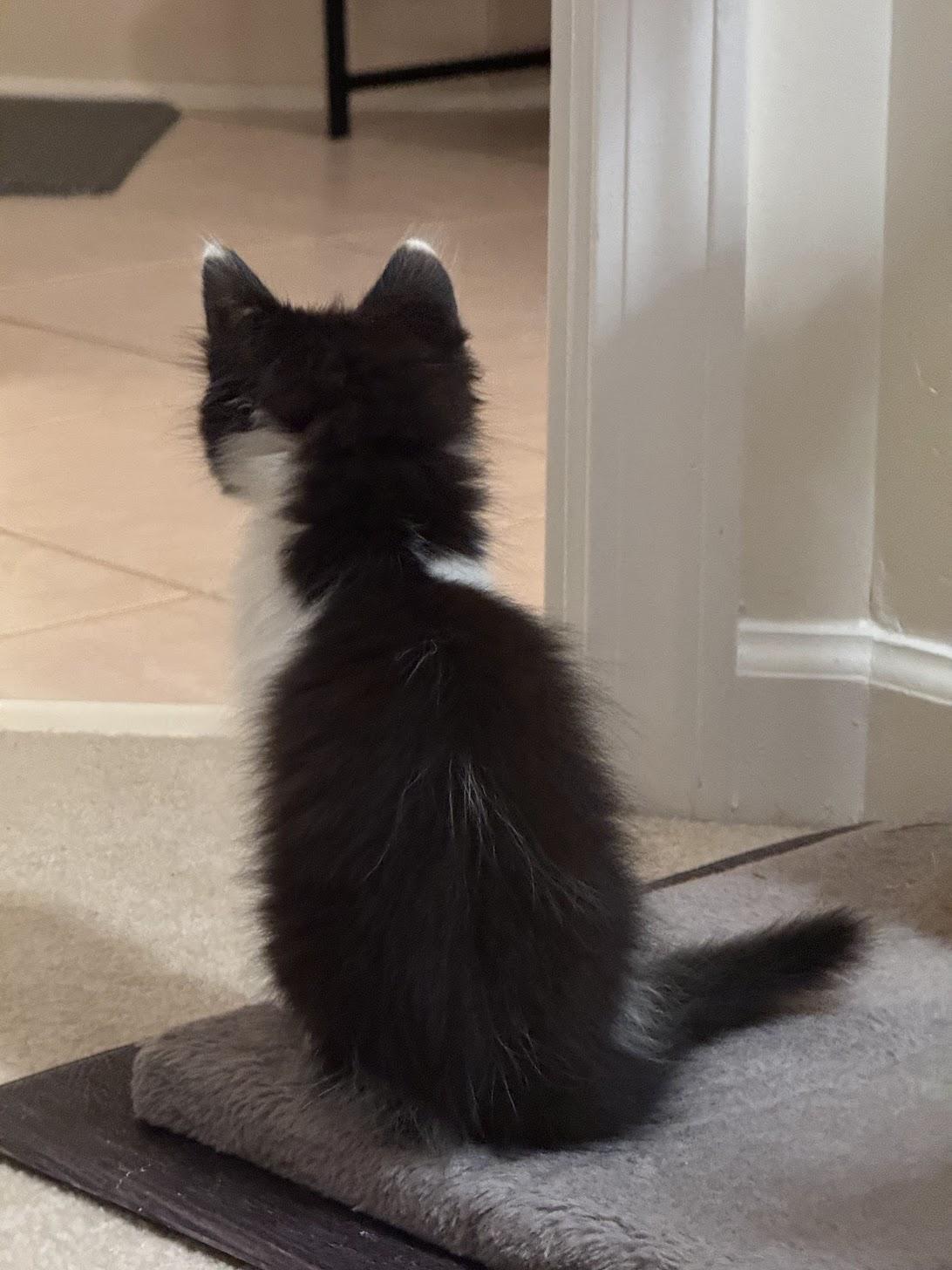 Sassy, a ADOPTABLE Domestic Medium Hair in Mauldin, SC image 3/5