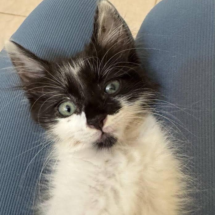 Sassy, a ADOPTABLE Domestic Medium Hair in Mauldin, SC image 2/4