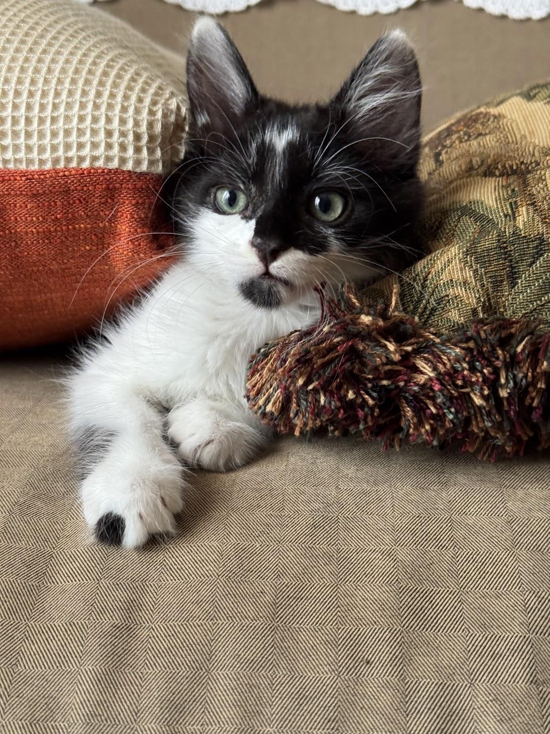 Sassy, ADOPTABLE, Kitten Female Domestic Medium Hair.