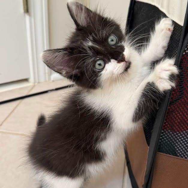Sassy, a ADOPTABLE Domestic Medium Hair in Mauldin, SC image 3/4