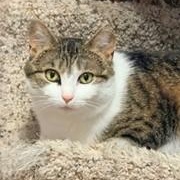 Quinney, Adoptable, Young Female Domestic Short Hair.