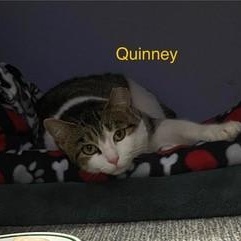 Enlarge Quinney, a Adoptable Domestic Short Hair in Menasha, WI image 3/3